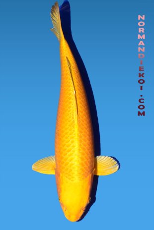 Yamabuki