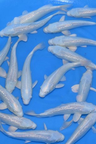 Purachina / Sakazume