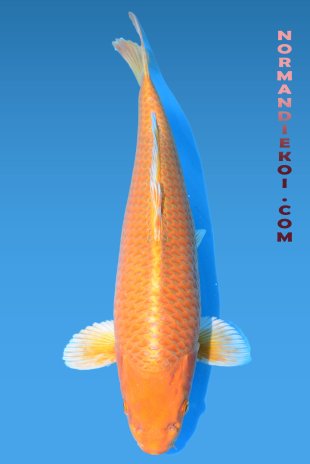 Orenji ogon