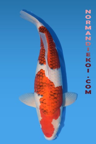 Goromo