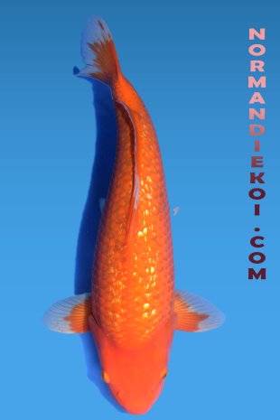 Benigoi