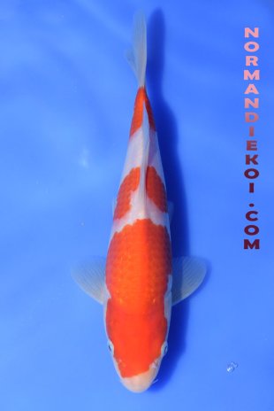 Kohaku