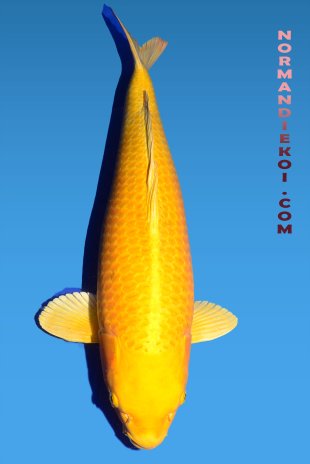 Yamabuki
