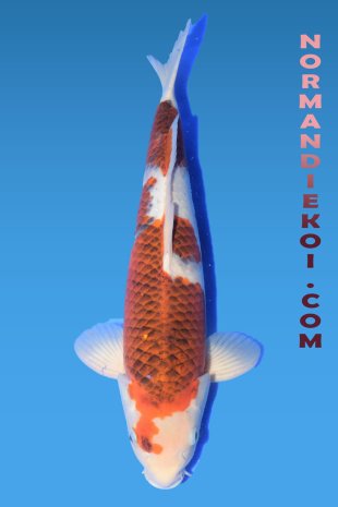 Goromo