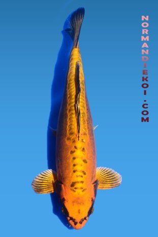 Kin kikokuryu