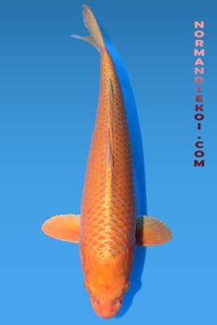 Orenji ogon