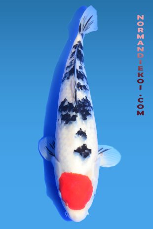 Tancho Sanke