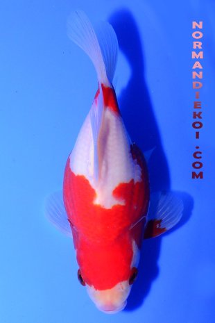 Tamasaba kohaku