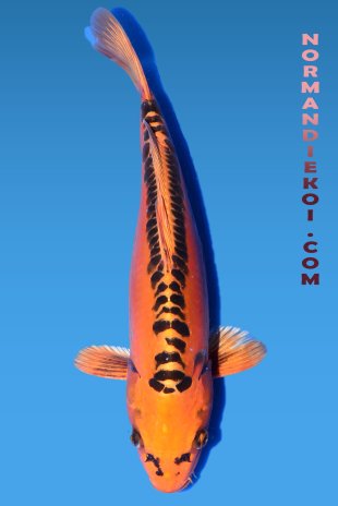 Mizuho ogon 