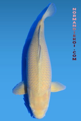 Chagoi 