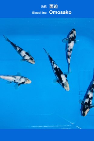 Shiro  utsuri / Omosako