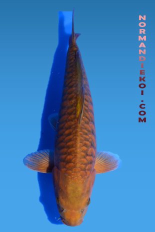 Aragoke chagoi