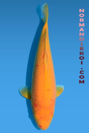 Karashigoi