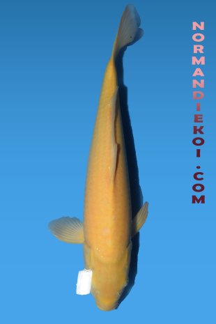 Karashigoi