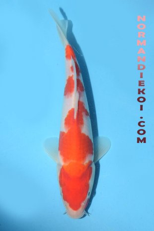 Kohaku