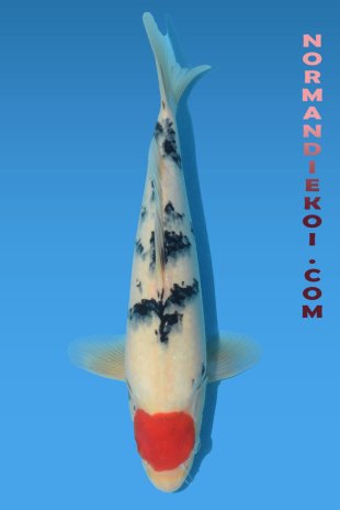 Tancho sanke