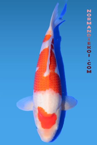 Kohaku
