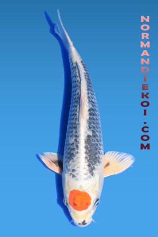 Heinseinishiki