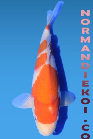 Kohaku