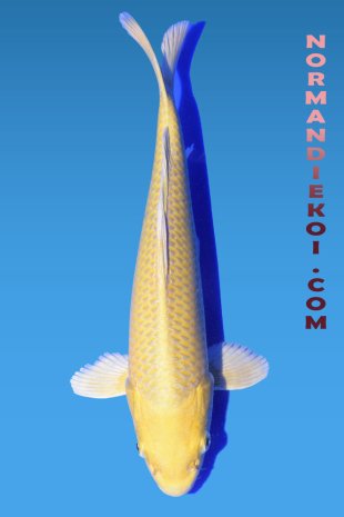 Yamabuki