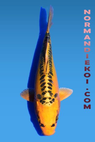 Mizuho ogon