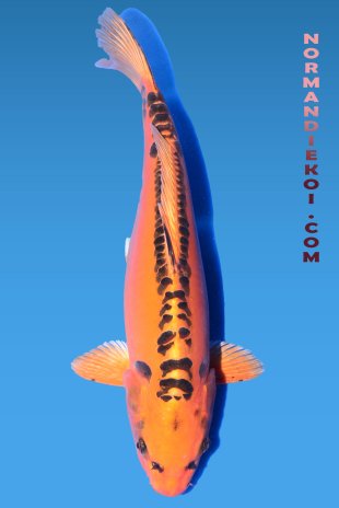 Mizuho ogon 