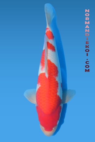 Goshiki