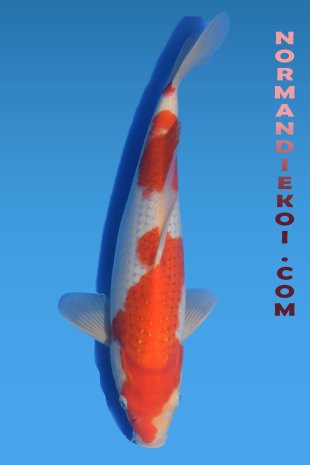 Kohaku