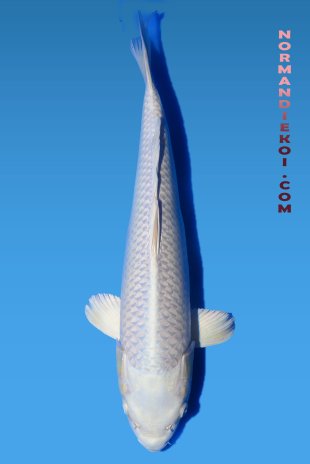 Purachina