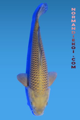 Chagoi