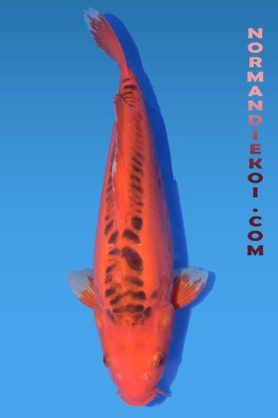 Mizuho ogon