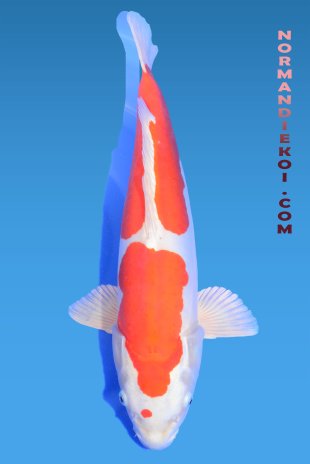 Kikusui