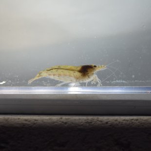 Caridina multidentata - Crevette d'Amano
