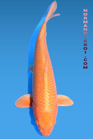 Orenji ogon