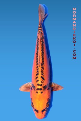 Mizuho ogon 