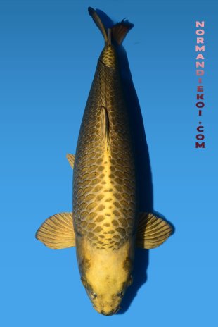 Mukashi ogon