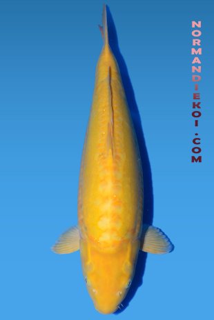 Doitsu karashigoi