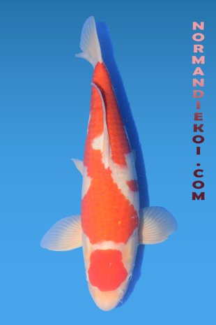Kohaku