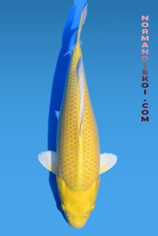Yamabuki