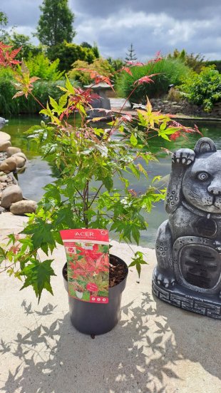 Acer palmatum 'Beni-maiko'