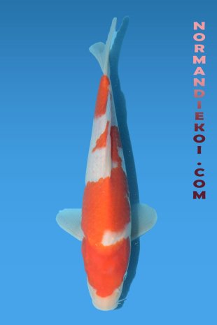 Kohaku