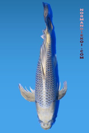 Mukashi voile