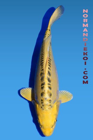 Ki mizuho ogon