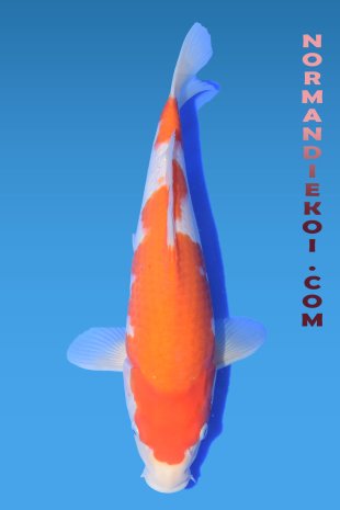 Kohaku