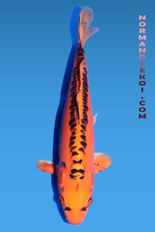 Mizuho ogon 