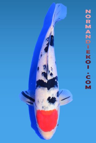 Tancho sanke