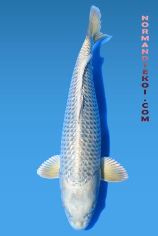 Ginrin mukashi ogon voile 