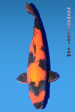 Hi utsuri
