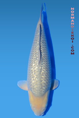 Chagoi 
