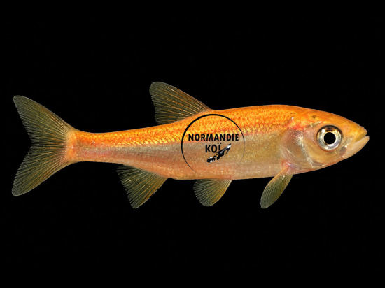 Ide mélanote – Poisson ornemental pour bassin extérieur